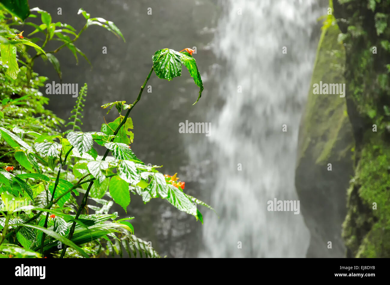 Dschungel Stockfoto