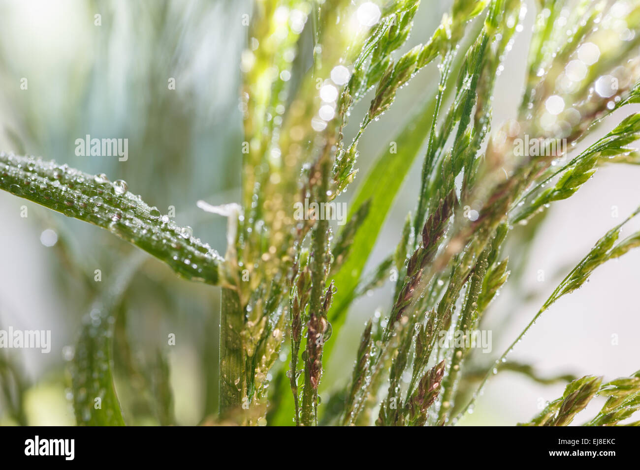 Grass im Regen und im Licht Stockfoto