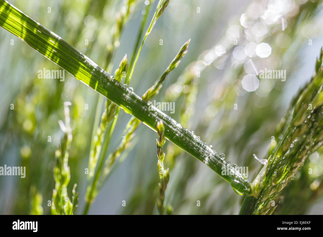 Grass im Regen und im Licht Stockfoto