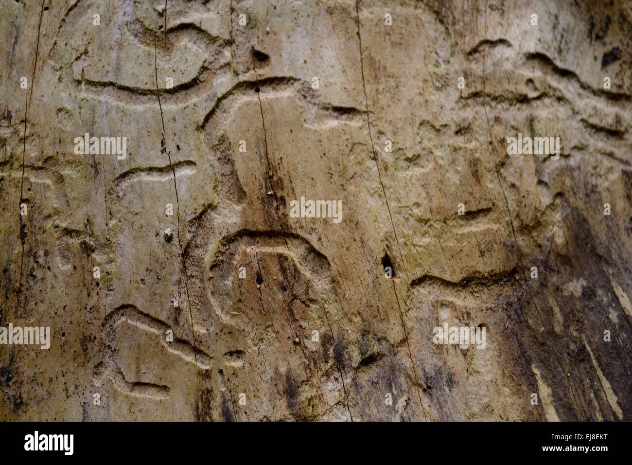 Borkenkäfer-Schaden an einem Baum Stockfoto