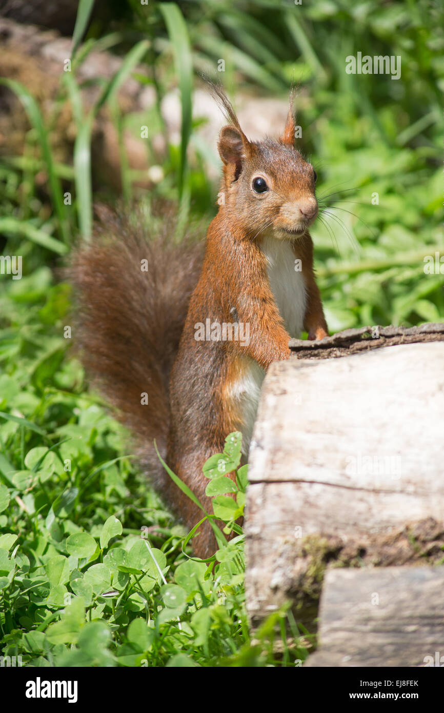 Eichhörnchen Stockfoto