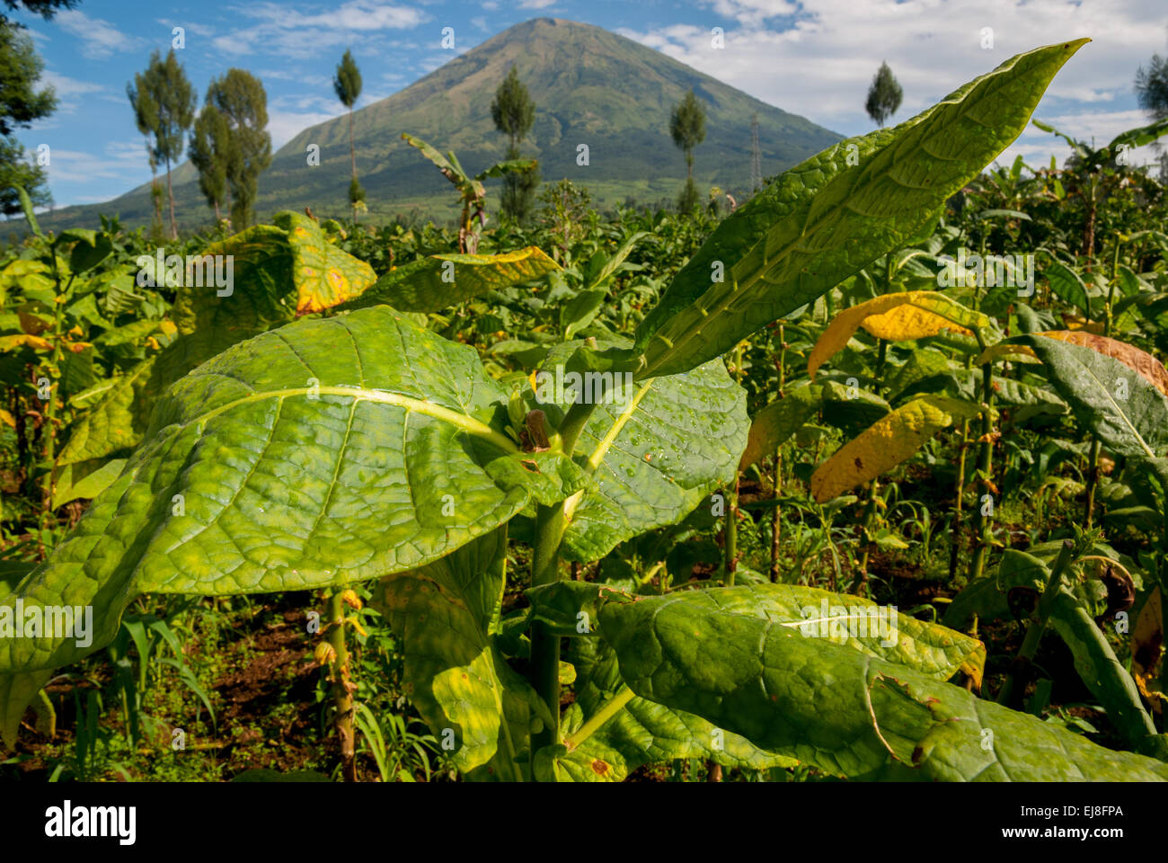 Tabakanbau in Kledung Temanggung Regency, Zentraljava, Indonesien. Stockfoto