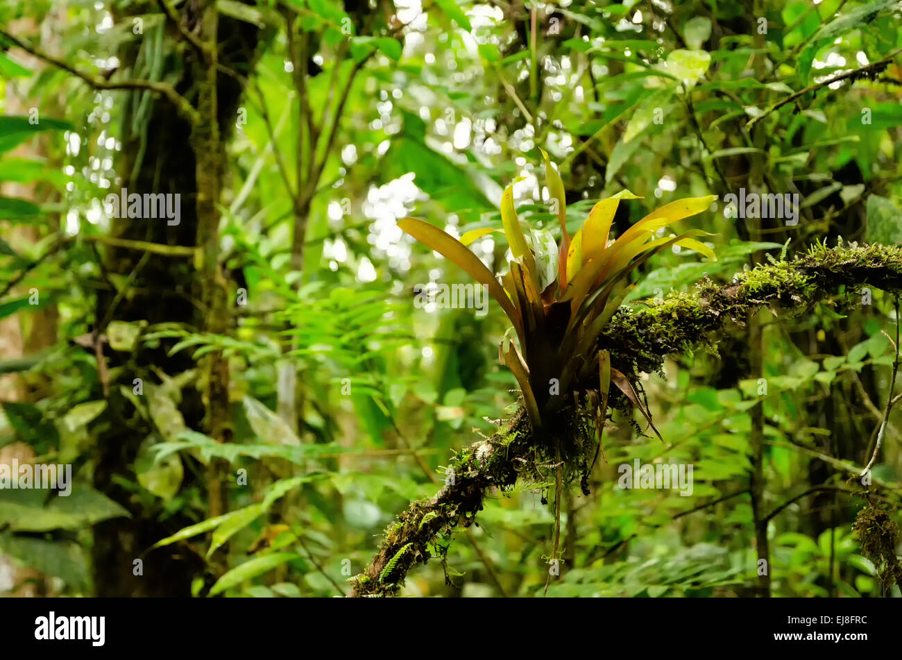 Dschungel Stockfoto