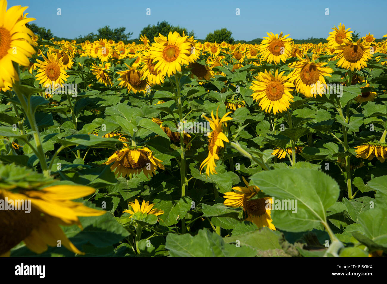 Feld von Sonnenblumen Stockfoto