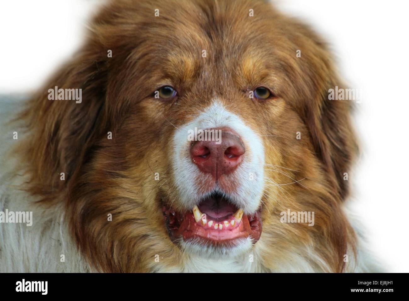 Haushund Porträt Stockfoto