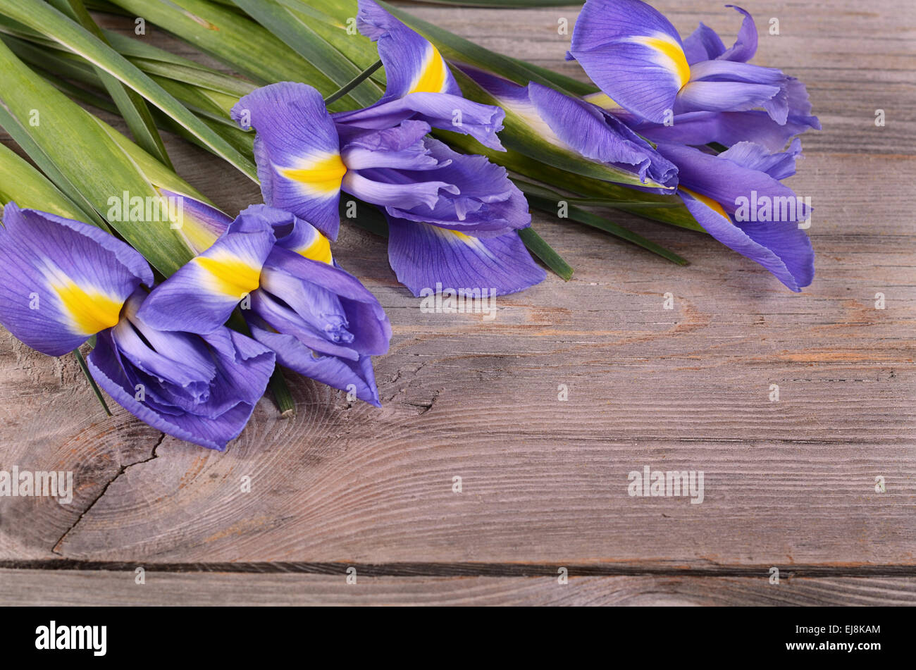 Blaue Iris auf Holzbrettern Stockfoto