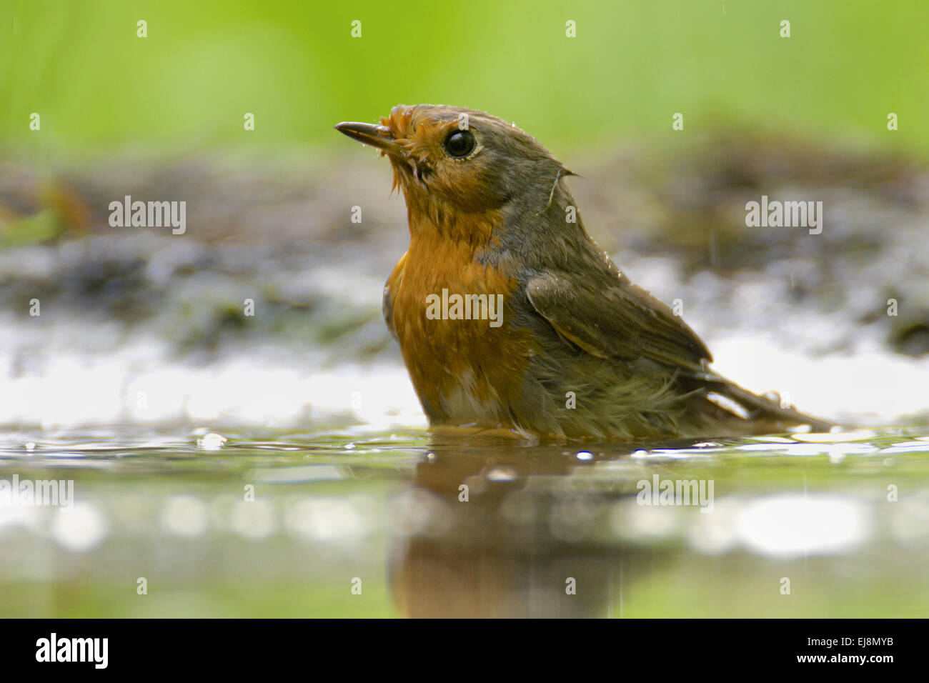 Rotkehlchen Stockfoto