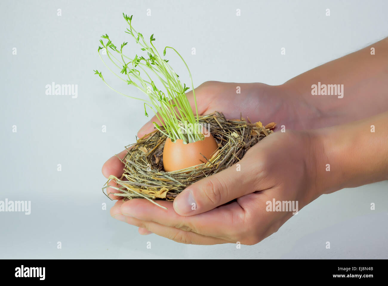 Viele Sprossen wachsen in einem Ei ausgebrütet in einem Nest in den Händen eines Mannes Stockfoto