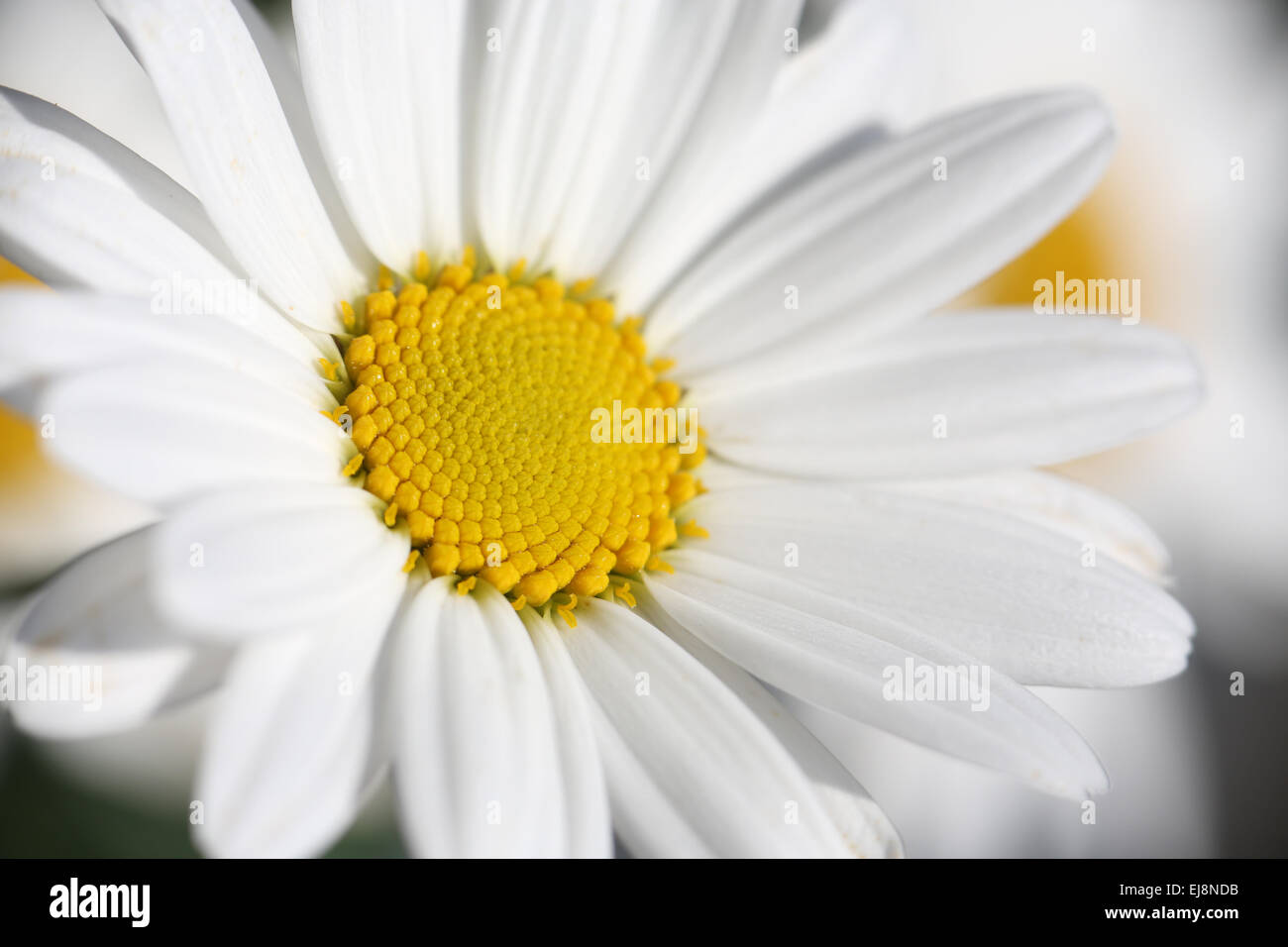 Marguerite Stockfoto