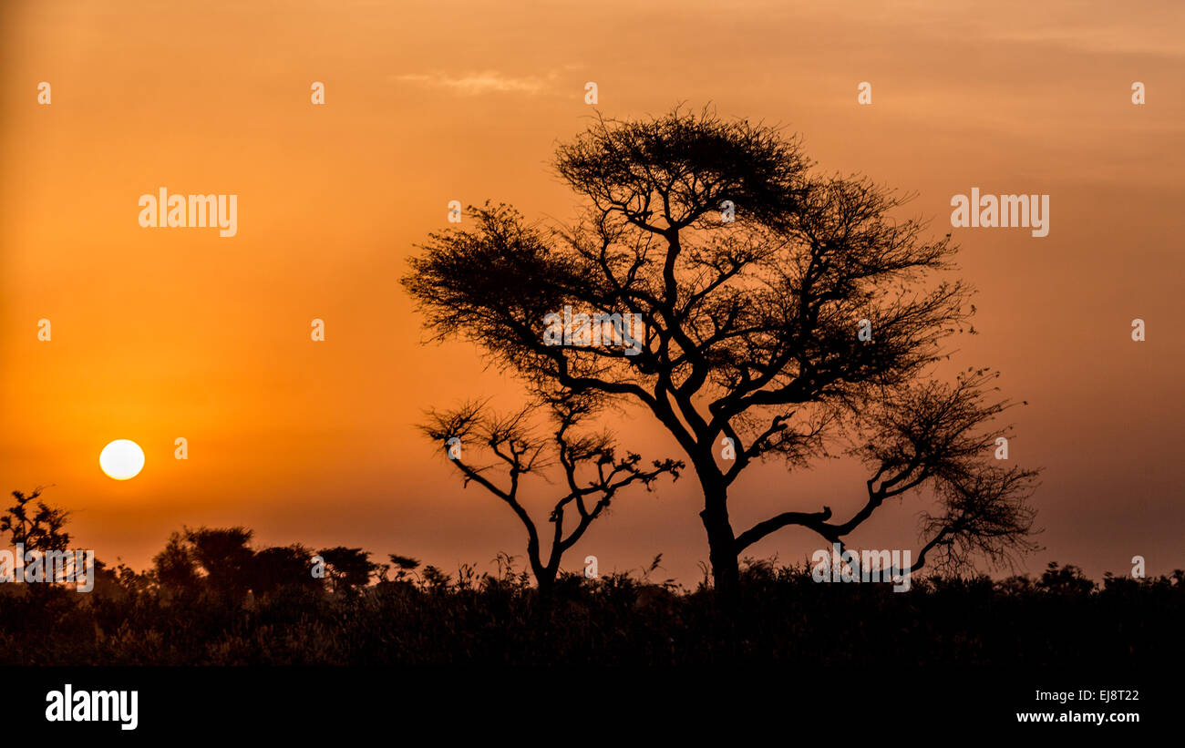 Silhouette eines Baumes Stockfoto