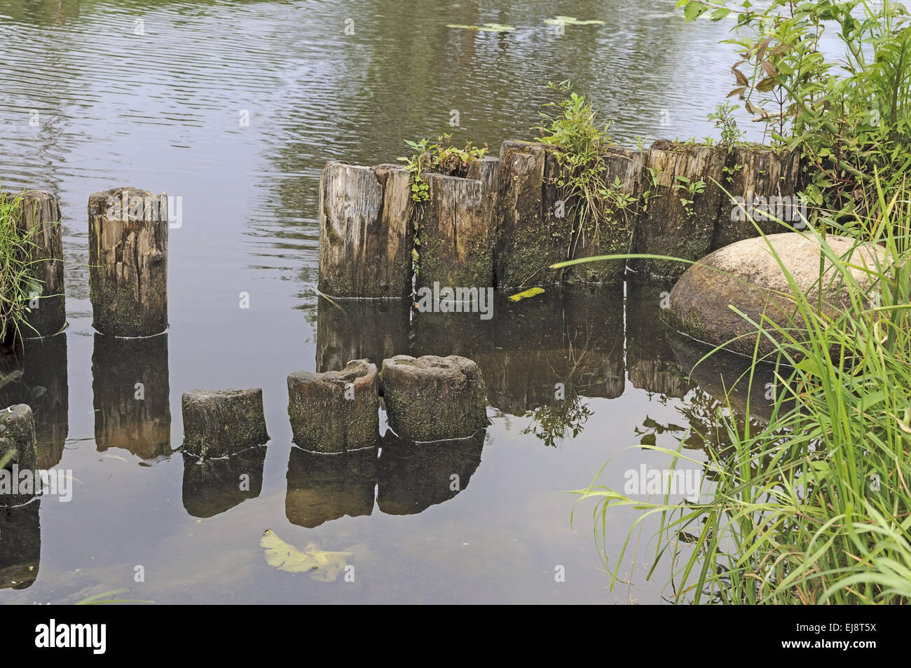 Alten hölzernen Pfählen in der Nähe des Flussufers Stockfoto