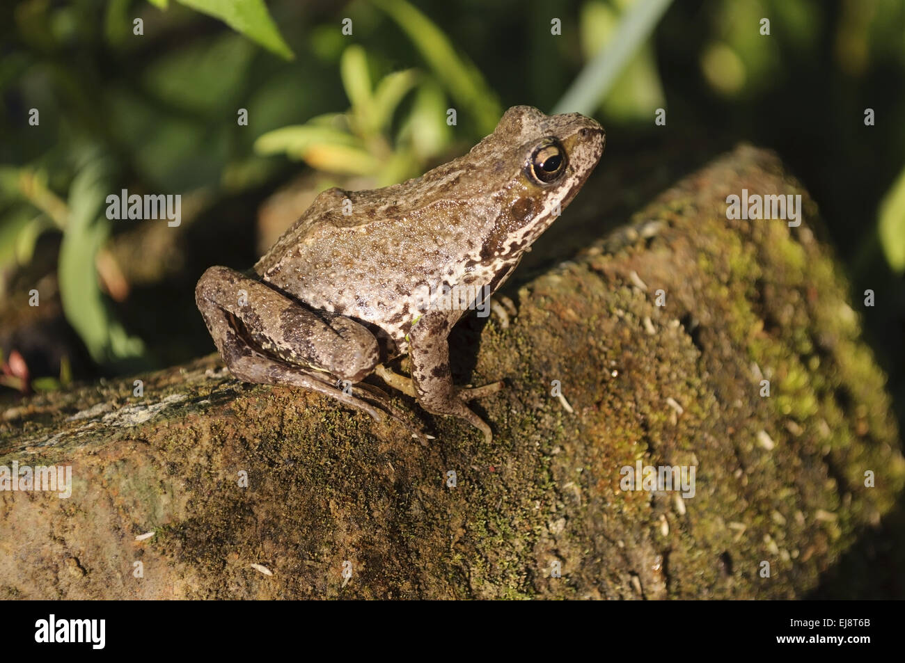 Frosch sitzt auf einem Baumstamm Stockfoto