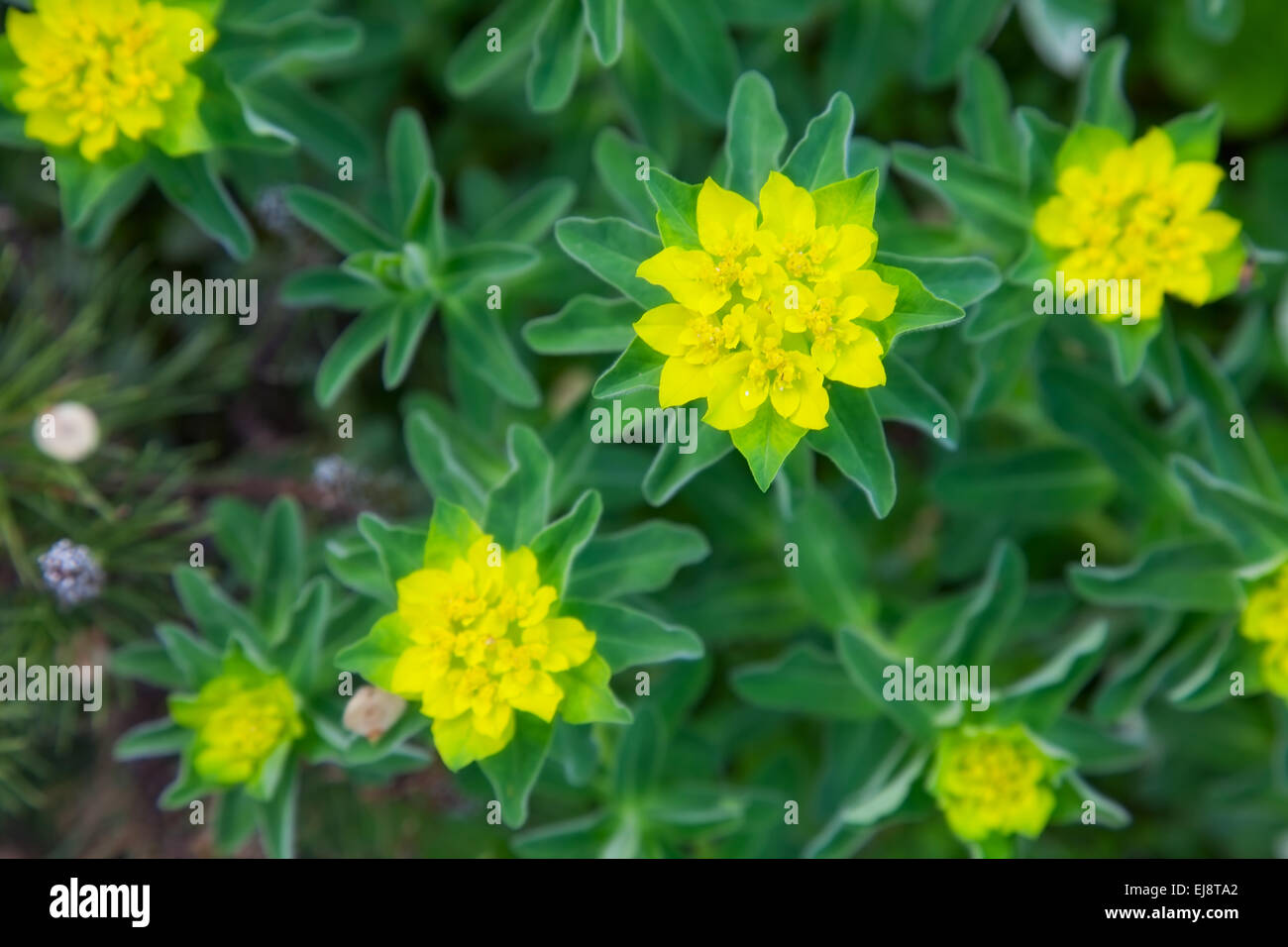 schönen Frühling gelbe Blume. Closeup Stockfoto