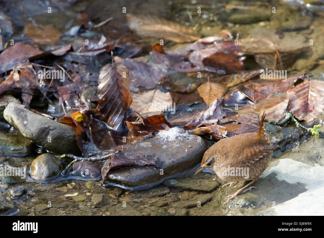 Europäische wren Stockfoto