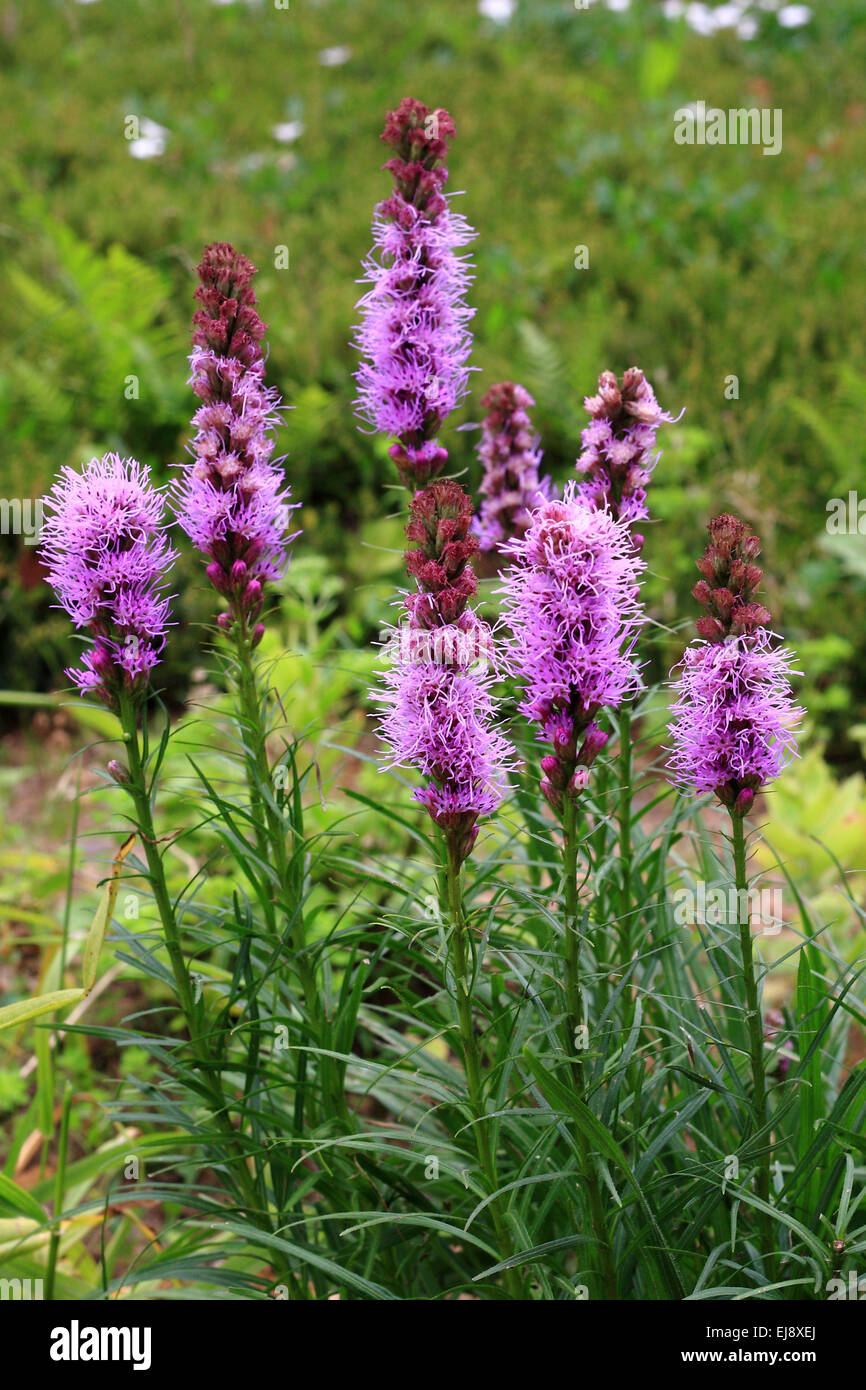 Liatris Stockfoto