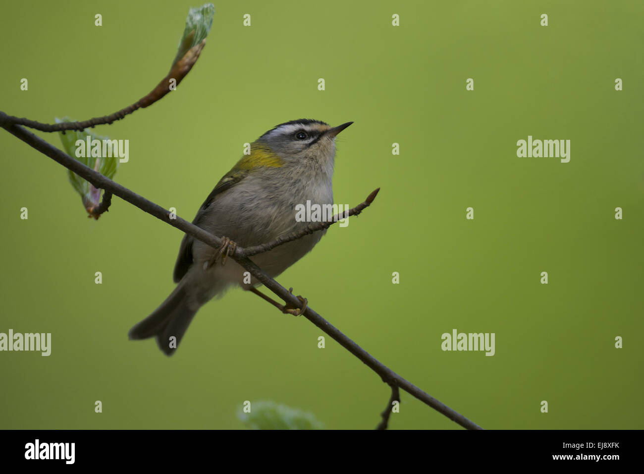 FIrecrest Stockfoto