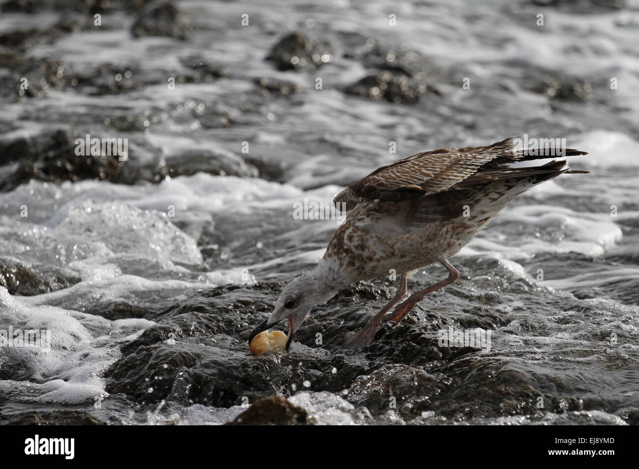 intelligente Möwe mit Brot Stockfoto