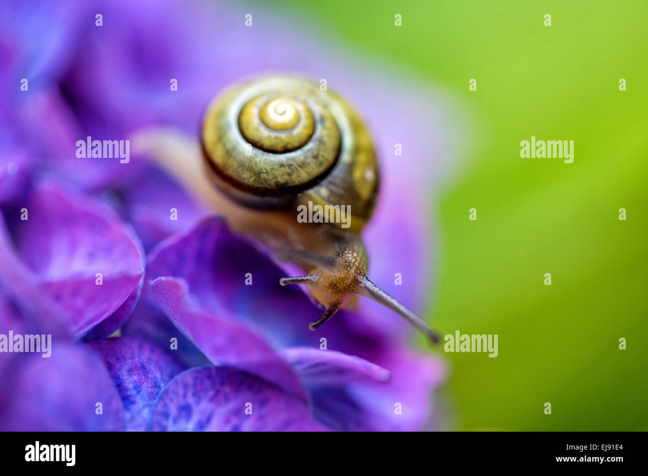 Schnecke im Sommergarten Stockfoto