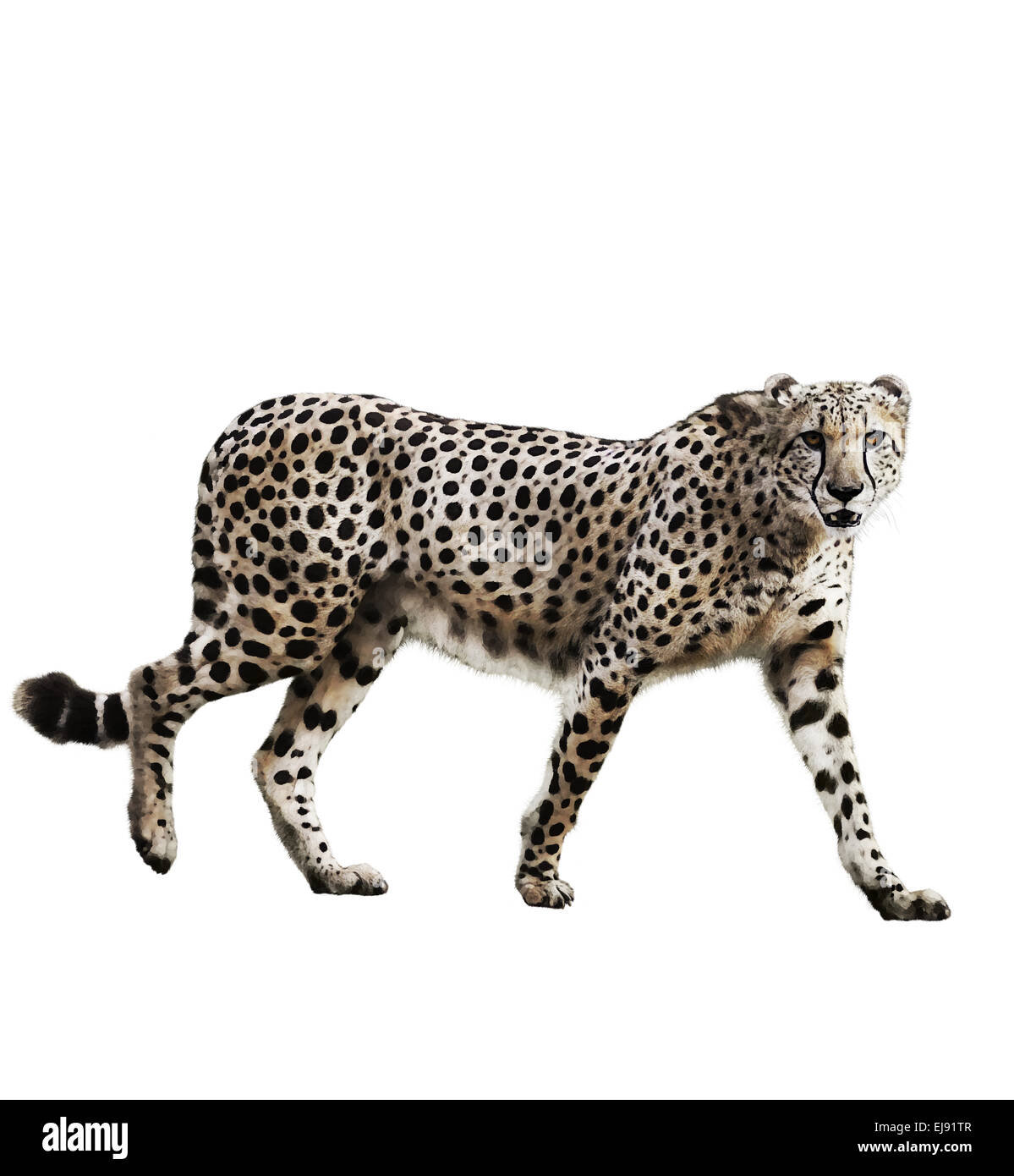 Aquarell Bild von Cheetah Stockfoto