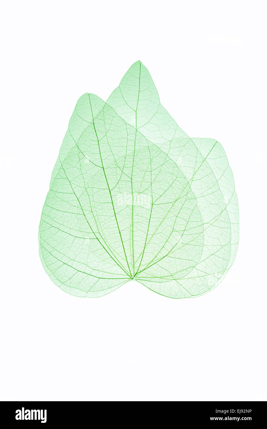 drei Blätter Stockfoto