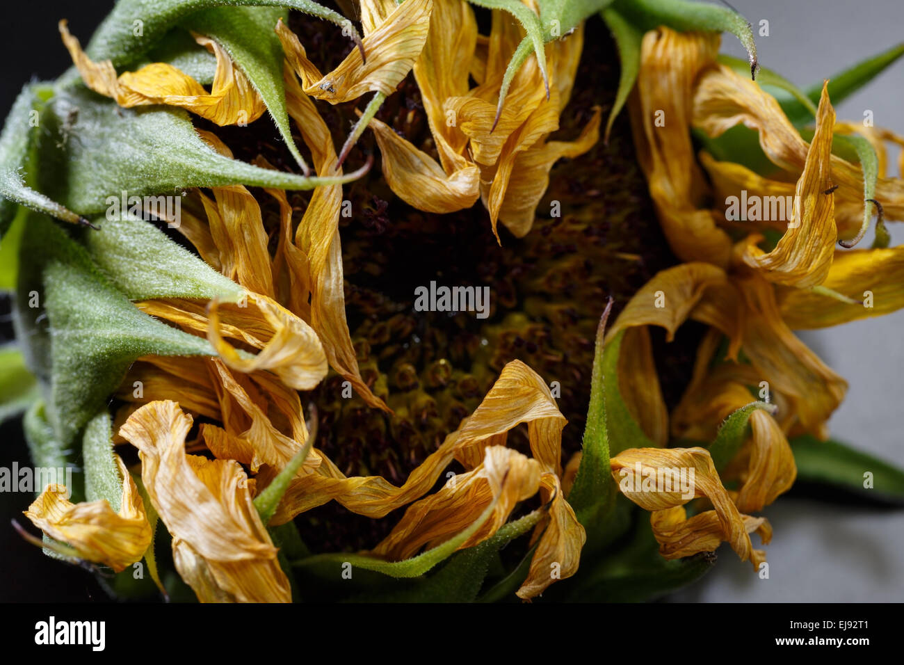 Schönheit des vergänglichen Stockfoto