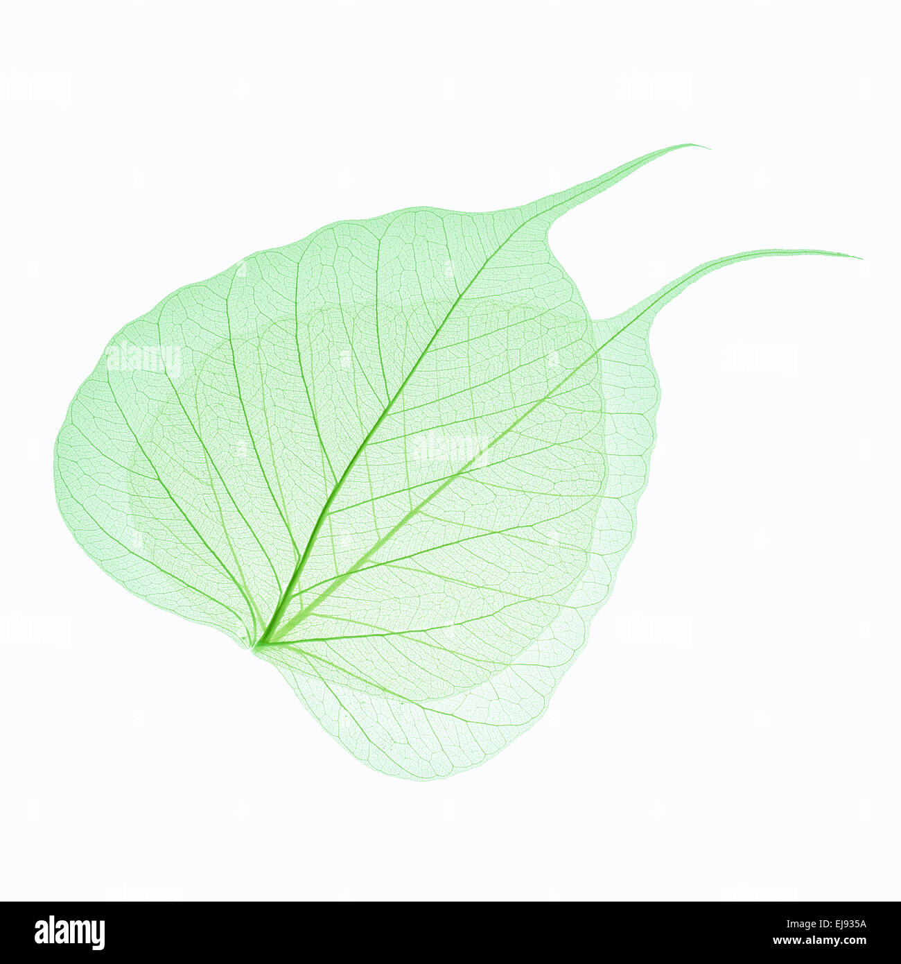 zwei grüne Blätter Vene isoliert Stockfoto