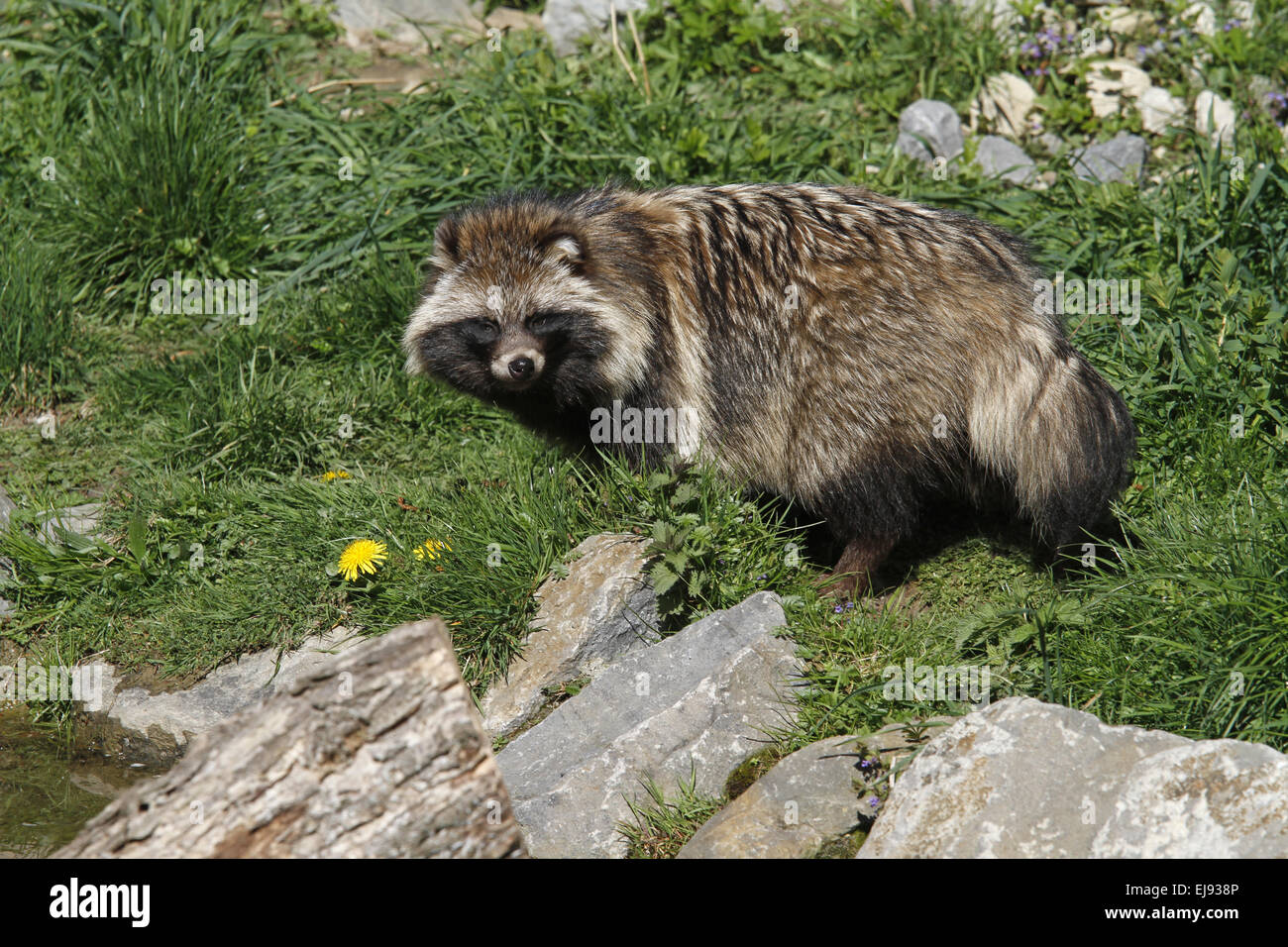 Marderhund Stockfoto