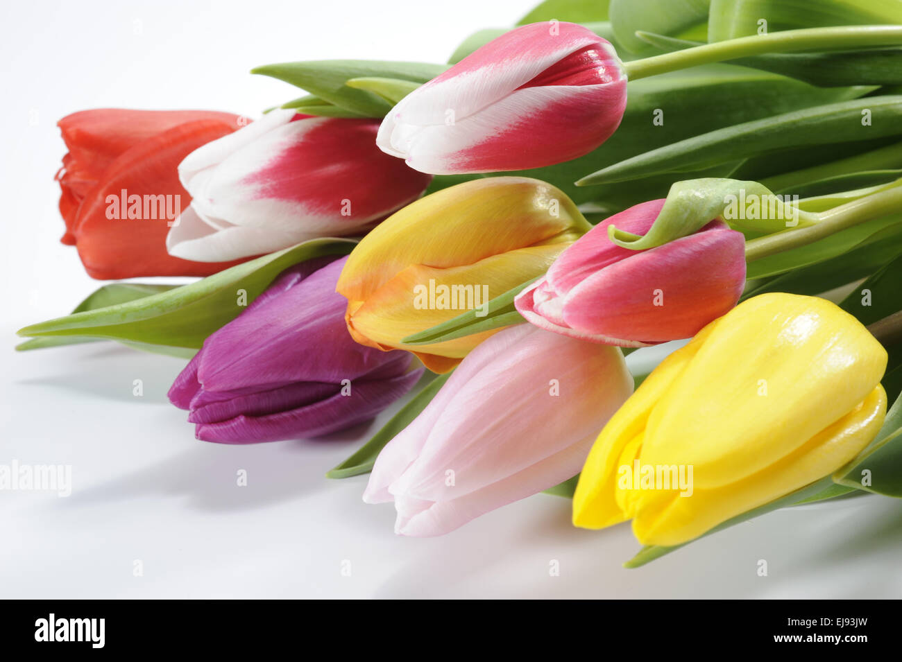 Reihe von Ostern Tulpen Stockfoto