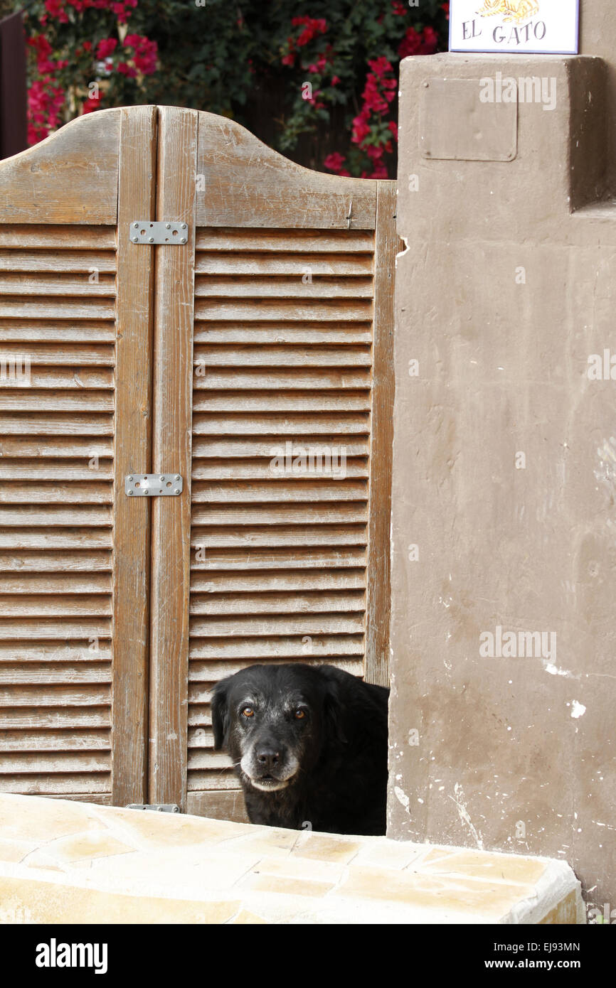 alten Wachhund in Spanien Stockfoto