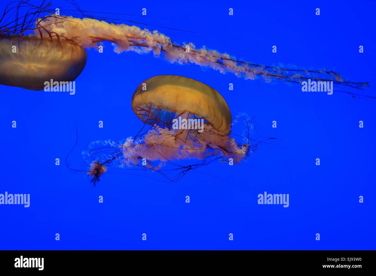 Qualle mit blauem Hintergrund Stockfoto