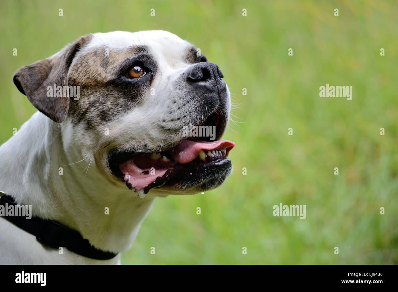 Porträt des American Bulldog Stockfoto