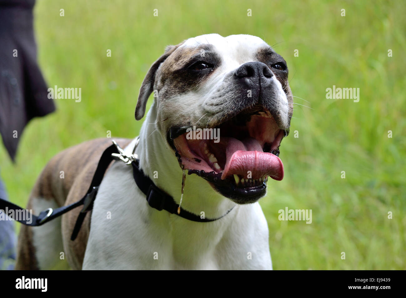 American Bulldog rollt Zunge Stockfoto