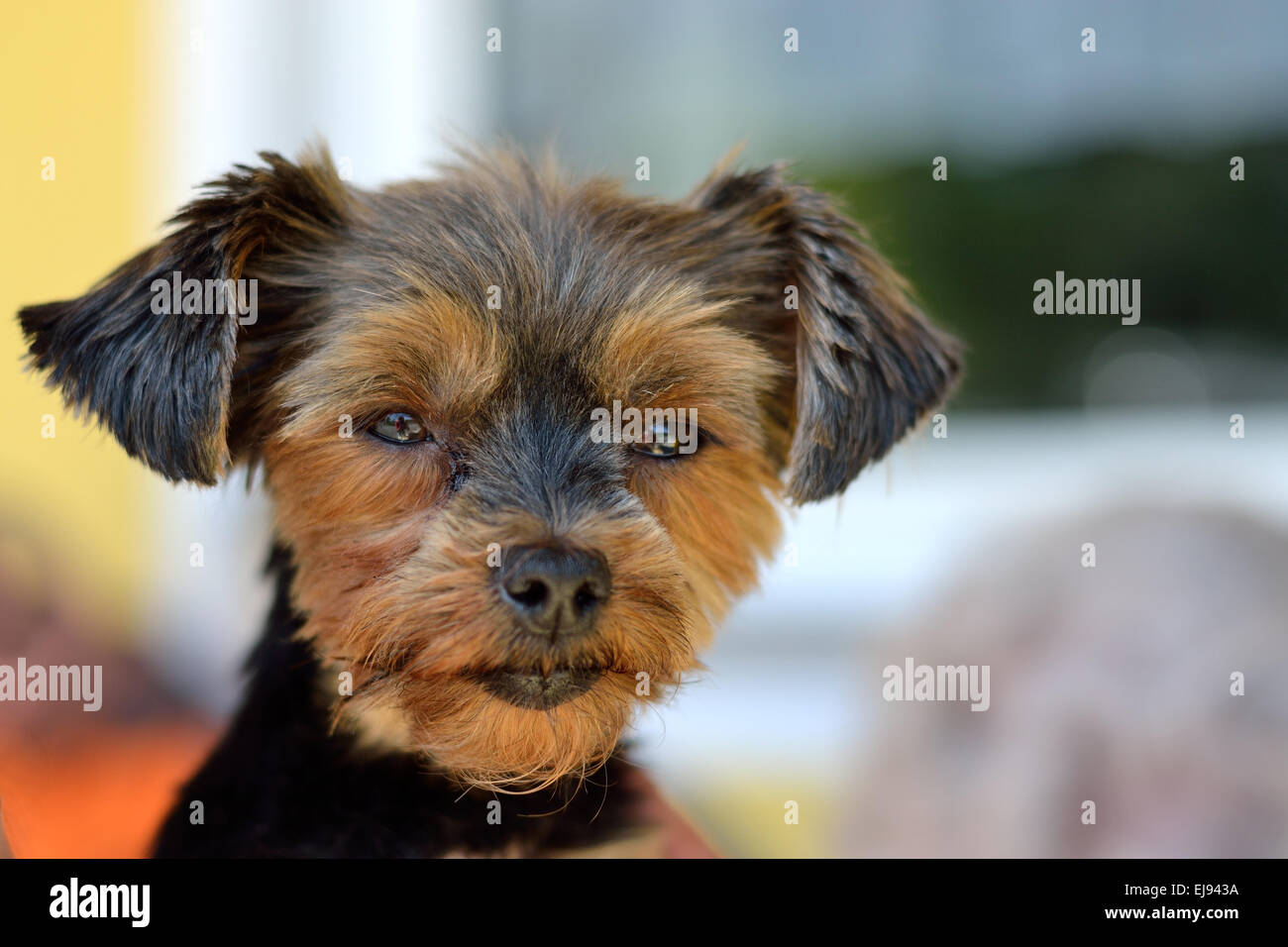 kleiner Hund - Porträt von Yorkshire Terrier Stockfoto