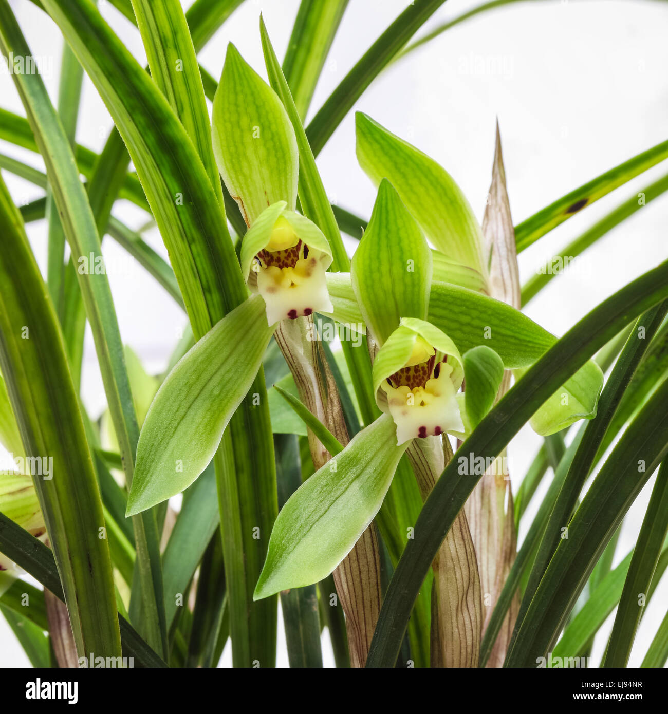 chinesischen Orchidee Blüte Stockfoto