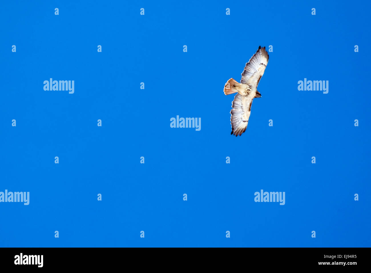 Ein rot - angebundener Falke schwebt in einem blauen Himmel auf der Suche nach Beute. Stockfoto
