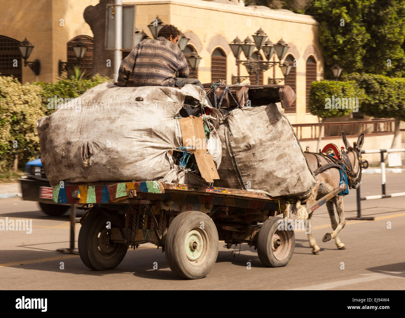 Zabbaleen Mann auf Maultier Wagen sammeln Müll Stockfoto