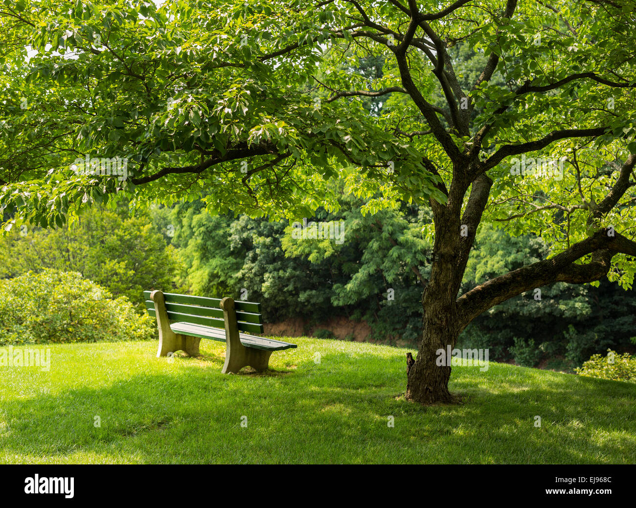 Parkbank unter blühenden Hartriegels Baum Stockfoto