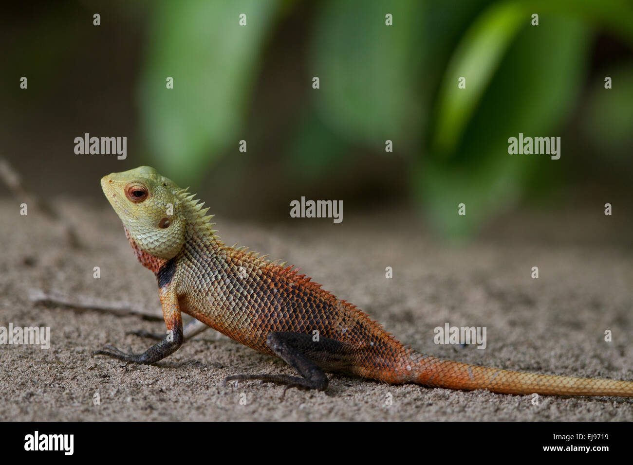 Oriental Garden Lizard Stockfoto