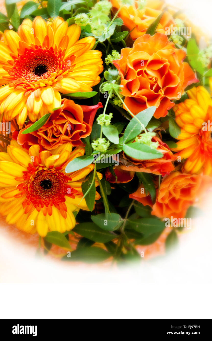 Gelben Blüten auf weißem Grund Stockfoto