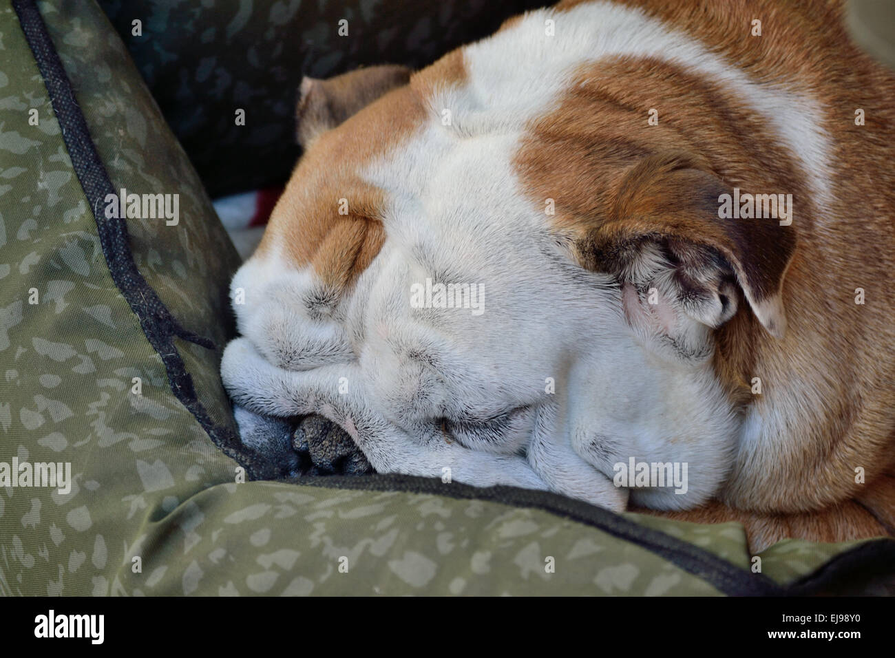 Englische Bulldogge zu schlafen Stockfoto