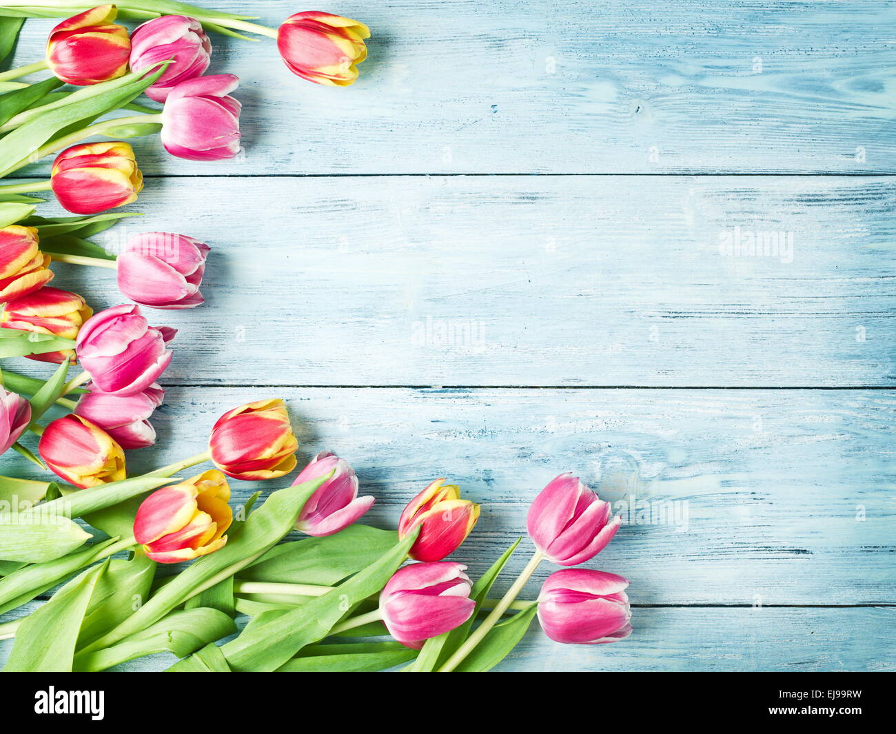 Rosa und rote Tulpen auf einem blauen Hintergrund aus Holz. Platz für Text. Stockfoto