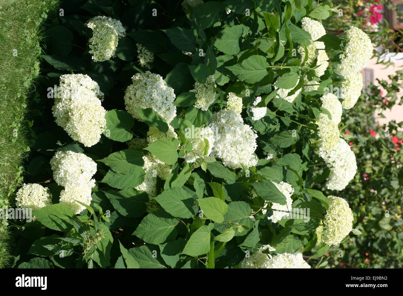 Hortensie Stockfoto