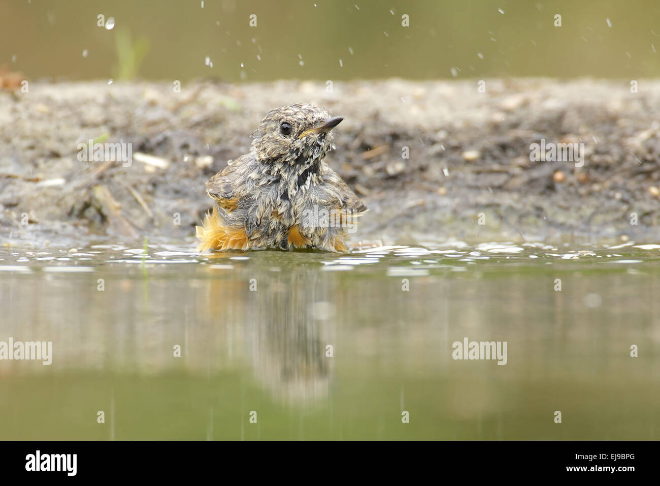 Gartenrotschwanz Stockfoto