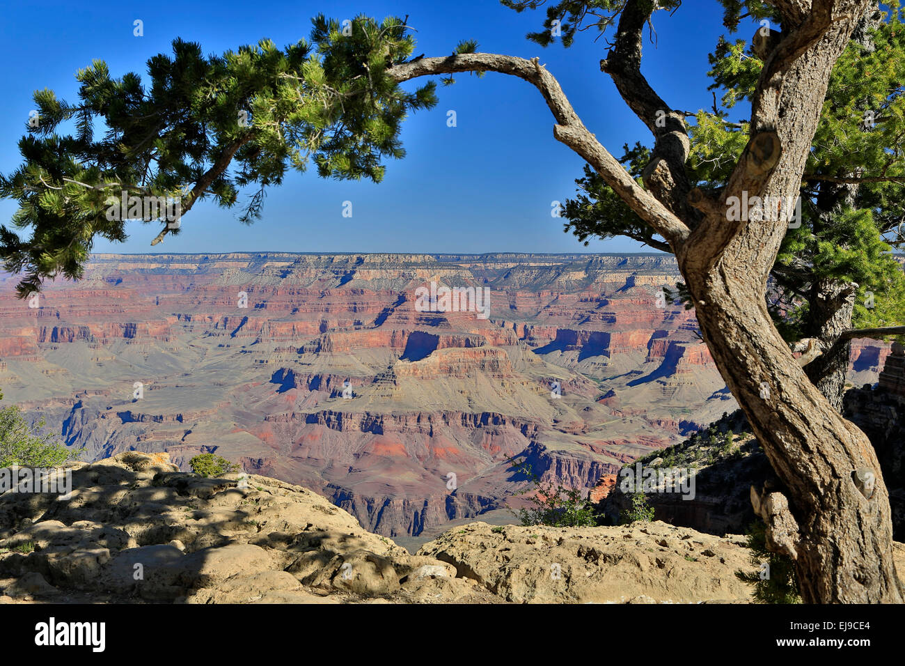 Baum und Canyon Felsformationen aus South Kaibab Trail, Grand Canyon National Park, Arizona USA Stockfoto