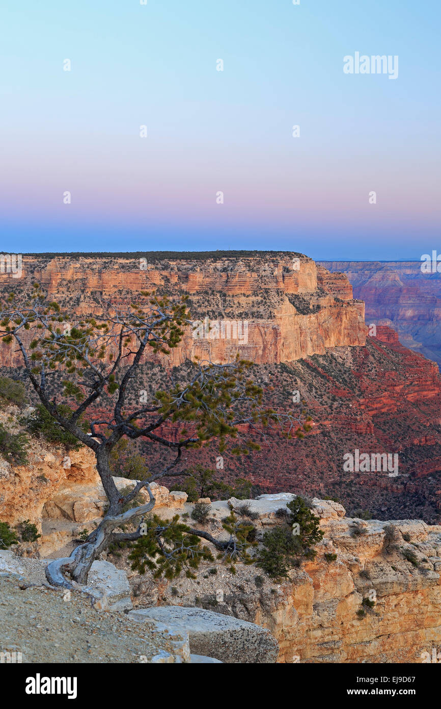 Baum und Canyon Felsformationen von Yavapai Point, Grand Canyon National Park, Arizona USA Stockfoto