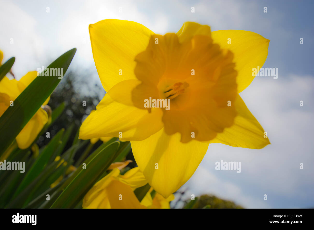 Gelbe Narzisse Blüte Nahaufnahme Narzissen Blumen Narzissen Stockfoto