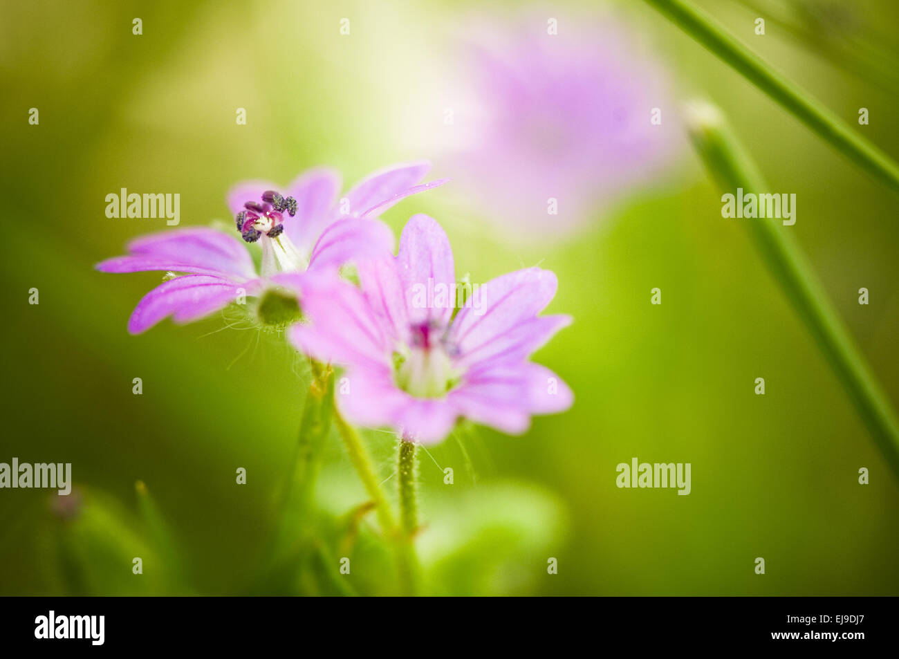 Geranium molle Stockfoto