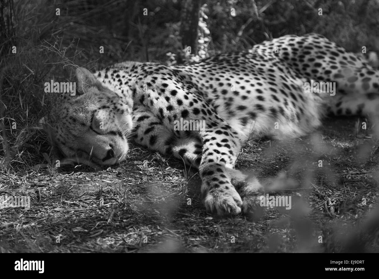 Gepard schläft im Schatten eines Baumes nach einer großen Mahlzeit bei einer Katze-Heiligtum. Stockfoto