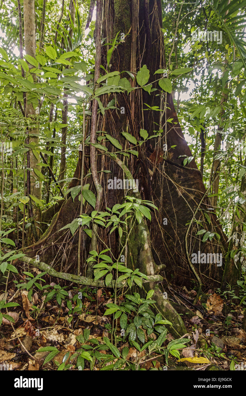 Tropisches Hartholz Baum Dominica West Indies Stockfoto