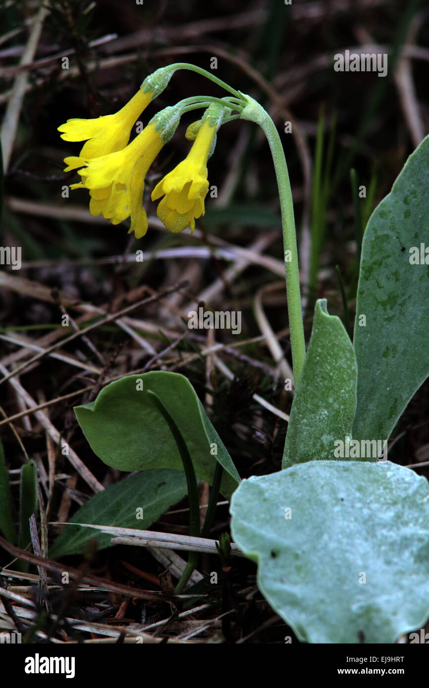 Primula Auricula, Berg Schlüsselblume Stockfoto